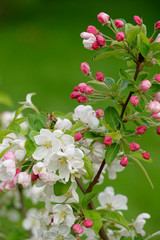 bl&uuml;hender Holzapfel