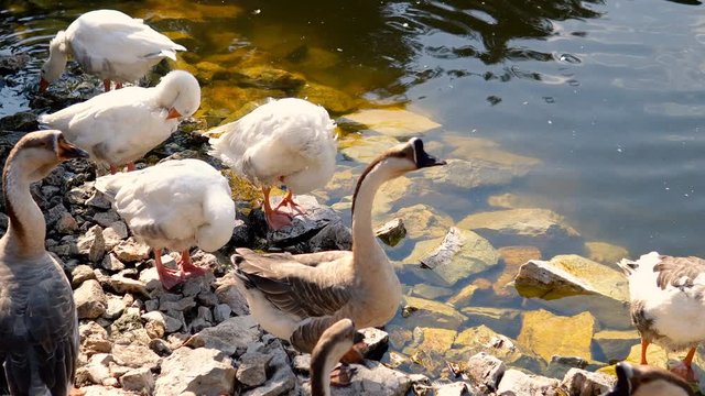Ducks and Goose near the lake 