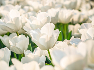 Closeup of white tulip flower background with sunlight and shadow in the park or garden.