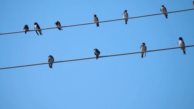 Birds on electric wire against bright blue sky