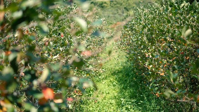 Aronia trees planted in a row, agriculture