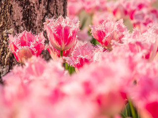 Closeup of pink tulip flower in the field or meadow of park or garden.