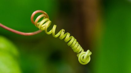 Closeup of a vine ready to encircle the next thing it touches