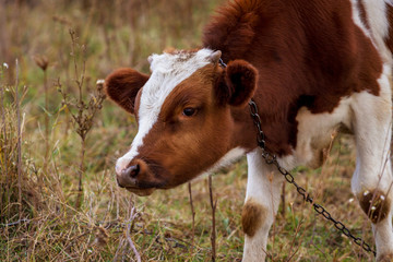 Young cow in white and brown color in a field on a pasture_