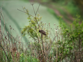  Młode  podloty Szpaka  zwyczajny (Sturnus vulgaris) ukrywają się wśród traw