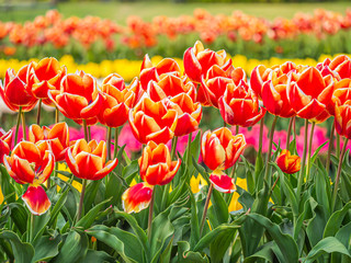 Closeup of vivid orange and yellow tulip flower with blurry field background.