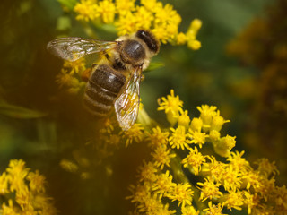 Pszczoła miodna (Apis mellifera) na kwiatach nawłoci pospolitej (Solidago virgaurea L.)