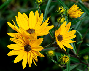Yellow flowers on green ackground