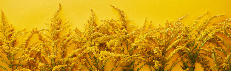 panoramic shot of goldenrod bunches isolated on yellow