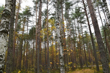 autumn forest