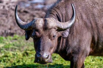Close up of an African buffalo