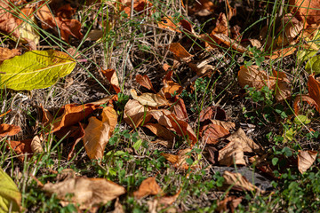 Autumn Leaves for Raking