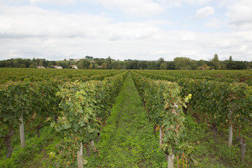 Fototapeta na wymiar view on french vineyards in Saint Emilion village Bordeaux in France