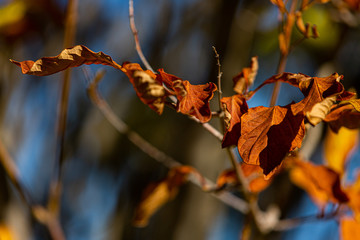 Naklejka na ściany i meble Red Leaves in Fall