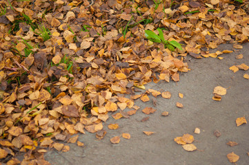 leaf fall in autumn park landscape