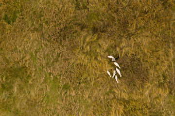 A herd of domestic goats grazing in the tall grass. The view from the top. Copy space..