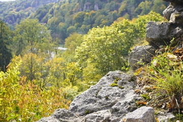 dry withered leaves lie on the rocks against the green forest. falling leaves from trees. change of season, screensaver, copy space