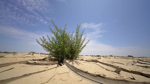 Dry and cracked soil in a desert with a nice flower. 4K Video footage