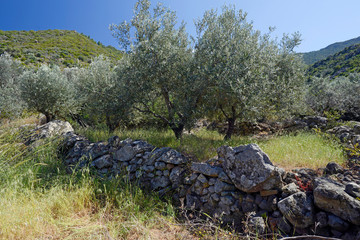 Olivenhain mit Mauer aus Lava-Gestein auf der Halbinsel Methana, Peloponnes, Griechenland -...