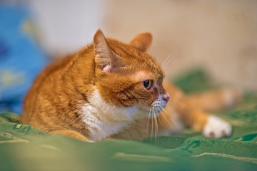 A cat lying on a sofa is photographed close-up.