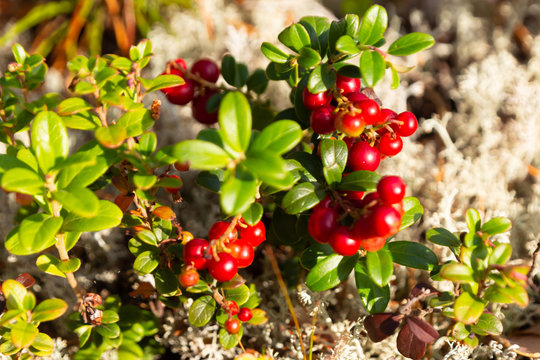 To lingonberry, the natural berry that grows in Forests in Finland, is harvesting time,hailuoto, Finland