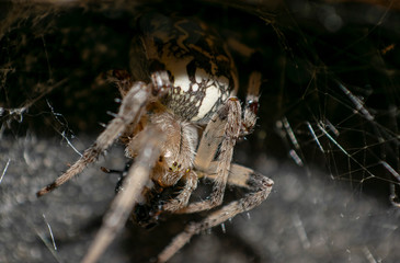 Terrible poisonous spiders in nature.
