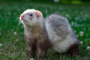 Fototapeta na wymiar ferret on green grass background