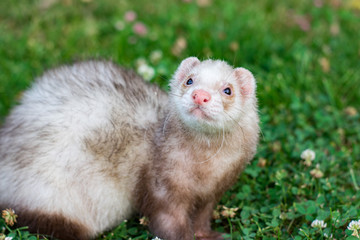 ferret on green grass background