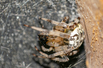 Terrible poisonous spiders in nature.