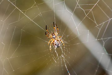Macro photography of furry spiders in a silver web.