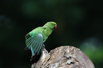 Rose Ringed Parakeet from Chennai Tamil Nadu India