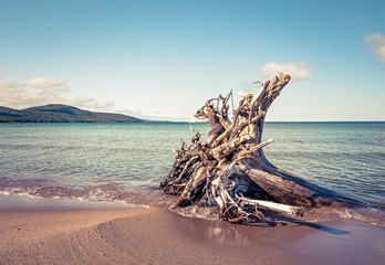 Fototapeta premium Driftwood stump on the beach