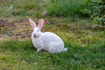 White rabbit walks on a green meadow