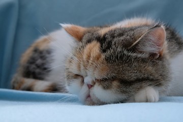 The little cat lying on a blue blanket and washes - licks his paw. This is the Exotic cat breed. It is similar to a Persian cat, but has short hair.
