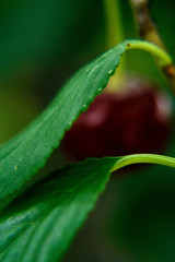 green leaf with cherry on background