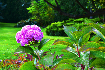 Hydrangea bush with a large flower in a city park.