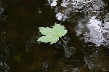 A leaf that fell from the tree in autumn drifts in the calm water