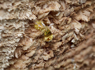 Harz, Baumharz quillt aus einem abgesägten Baum hervor