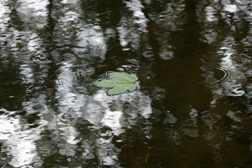 A leaf that fell from the tree in autumn drifts in the calm water