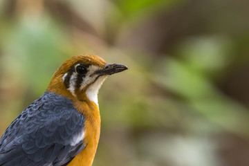 Orange Headed Ground Thrush Bandhavgarh Madhya Pradesh India