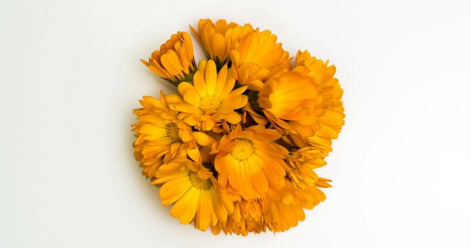 Timelapse of calendula flowers blooming .