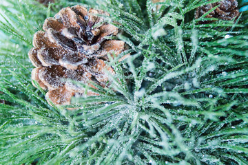 Pine branch with a cone. Christmas decoration. Close-up. Macro. Christmas background.