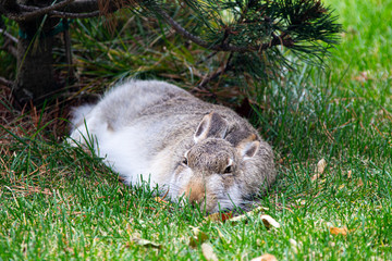 Sleepy rabbit resting in the grass