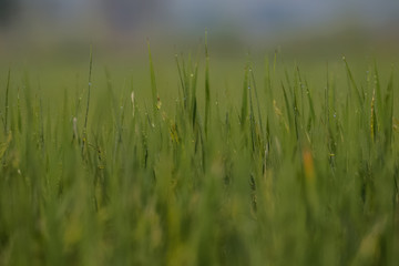 Dew drops of green brasses on Farming field