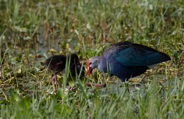 Grey Headed Swamphen