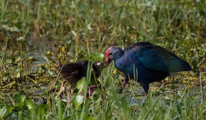 Grey Headed Swamphen