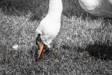 close up of beautiful swan head eating on grass, black and white with orange beak