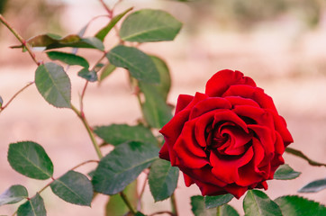 Single beautiful blooming red rose. Outdoors. Closeup