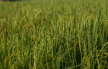 Obraz premium Dew drops of green brasses on Farming field