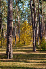 Obraz premium Landscape of the autumn forest.